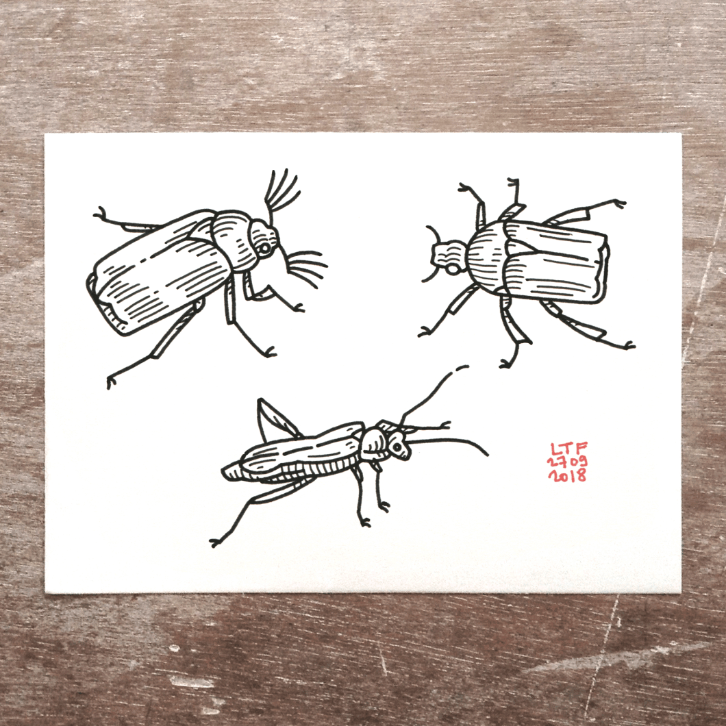 2018-09-28-insectes