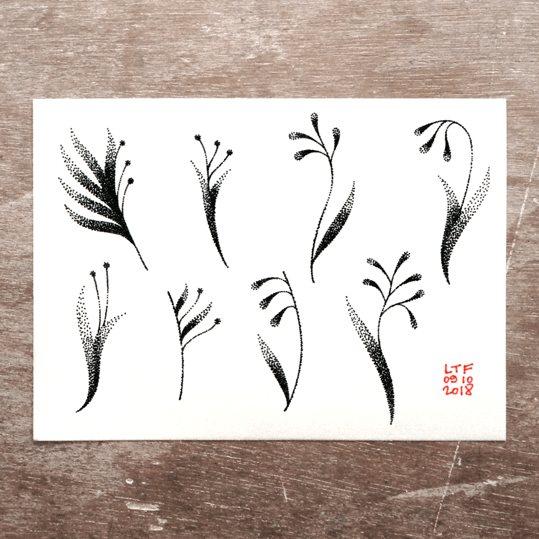 2018-10-09-petites-plantes-ombrées-2