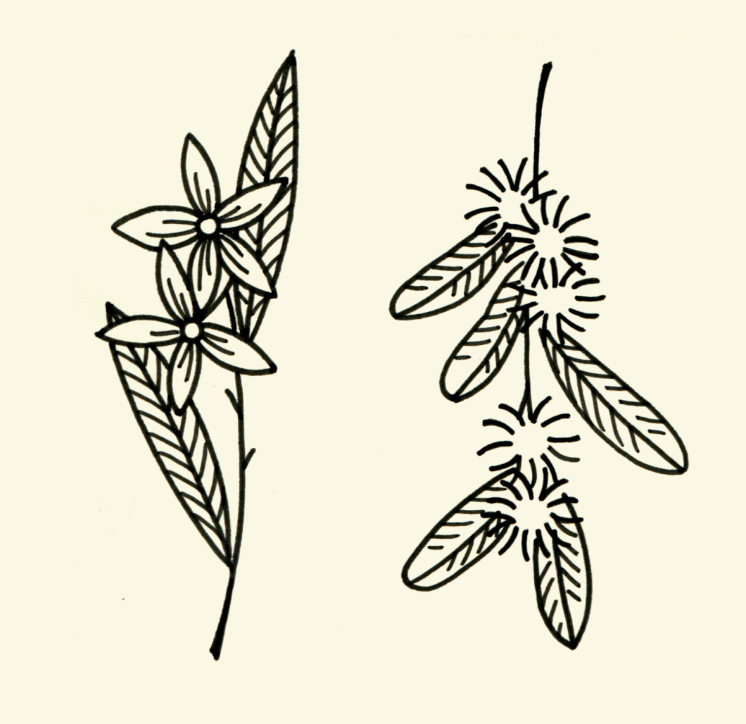 2018-10-25-2-brins-de-fleurs